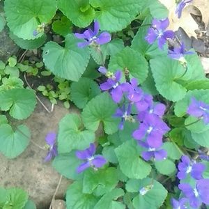 Vintage under $20/BOGO